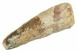 Fossil Spinosaurus Tooth - Real Dinosaur Tooth #234291-1